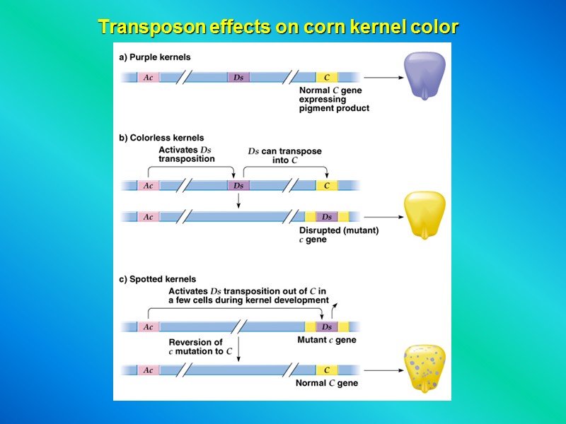 Transposon effects on corn kernel color